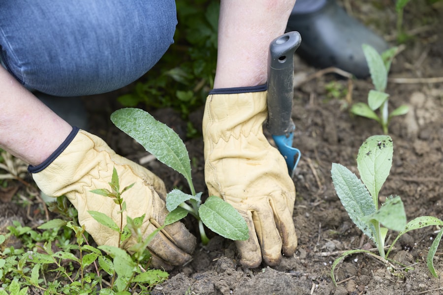 Gloved hands settling a young seedling into dark, prepared soil